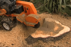 wood chips from stump grinding