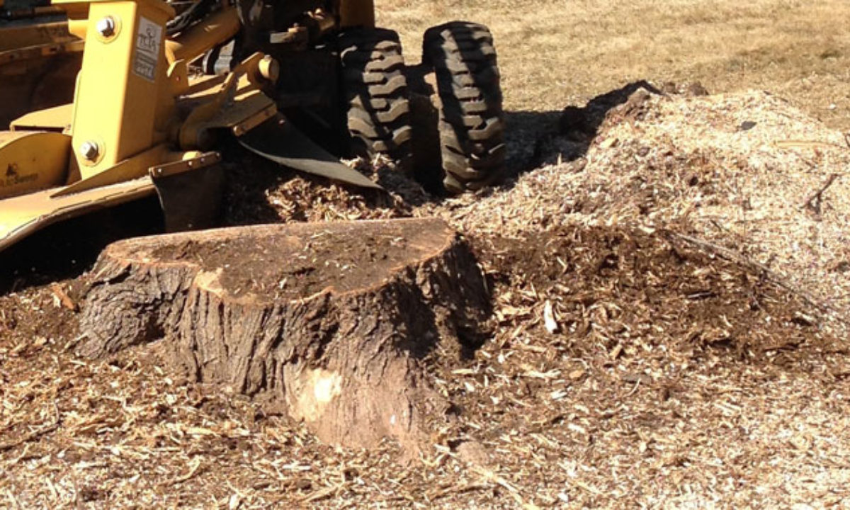 wood chips from stump grinding