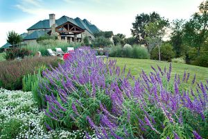 Mexican Bush Sage