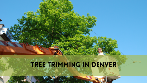 Best Tree Trimming in Denver