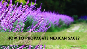 How to Propagate Mexican Sage?