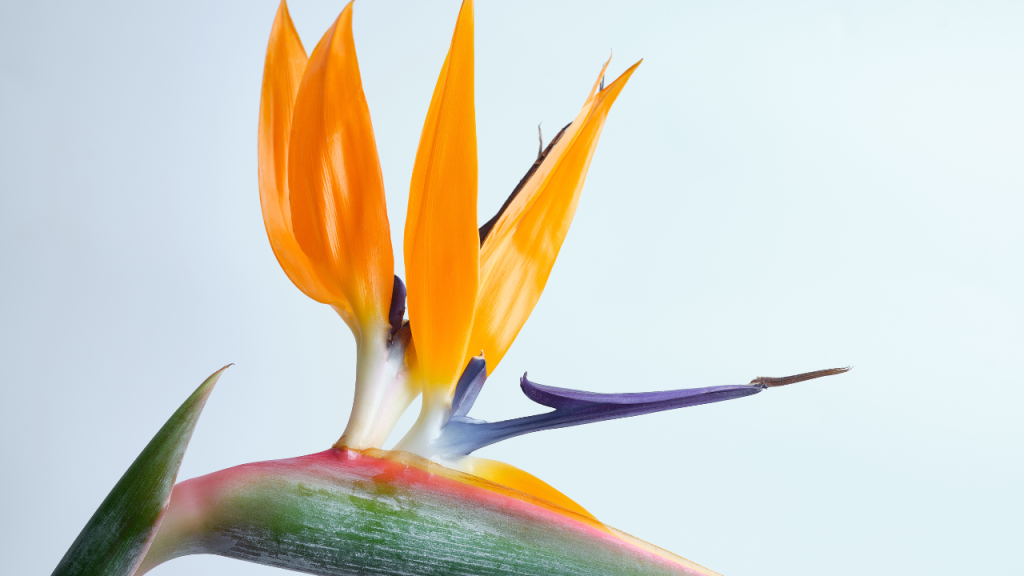 Giant bird of paradise