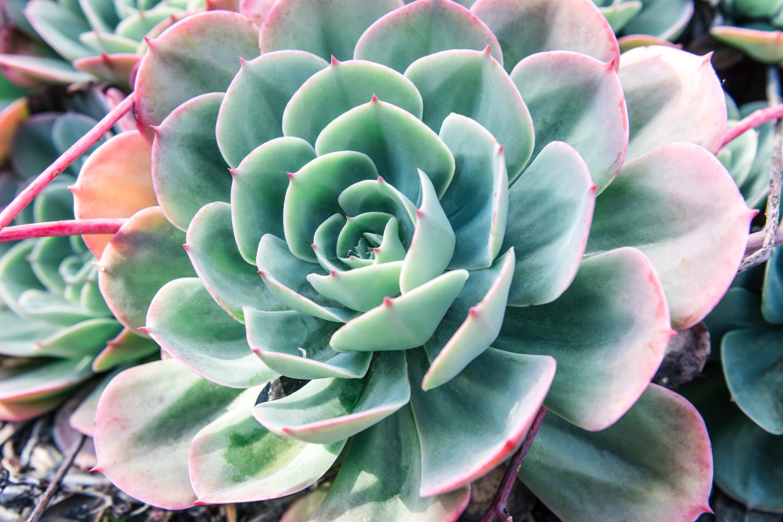 Echeveria Lilacina