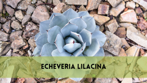 Echeveria Lilacina