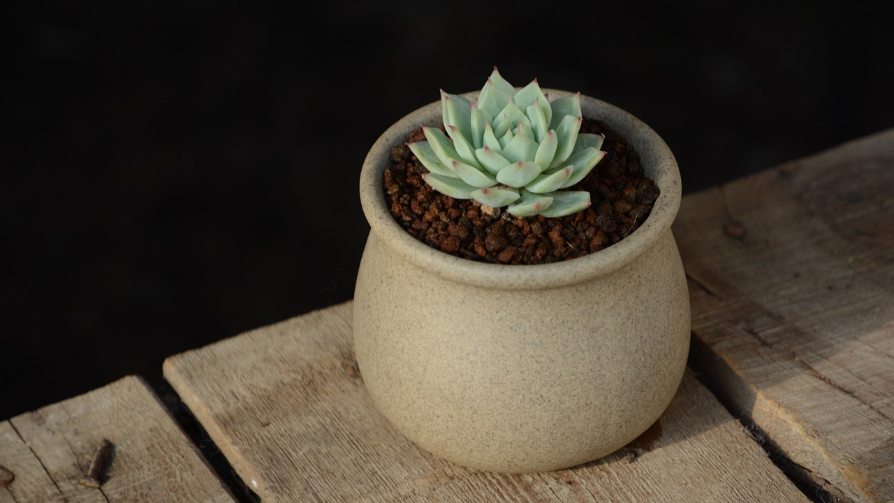 Echeveria chihuahuaensis