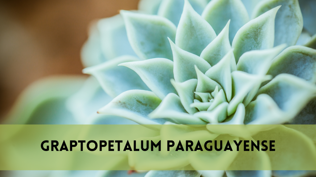 Graptopetalum paraguayense