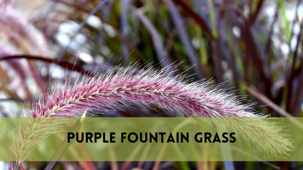 Purple fountain grass