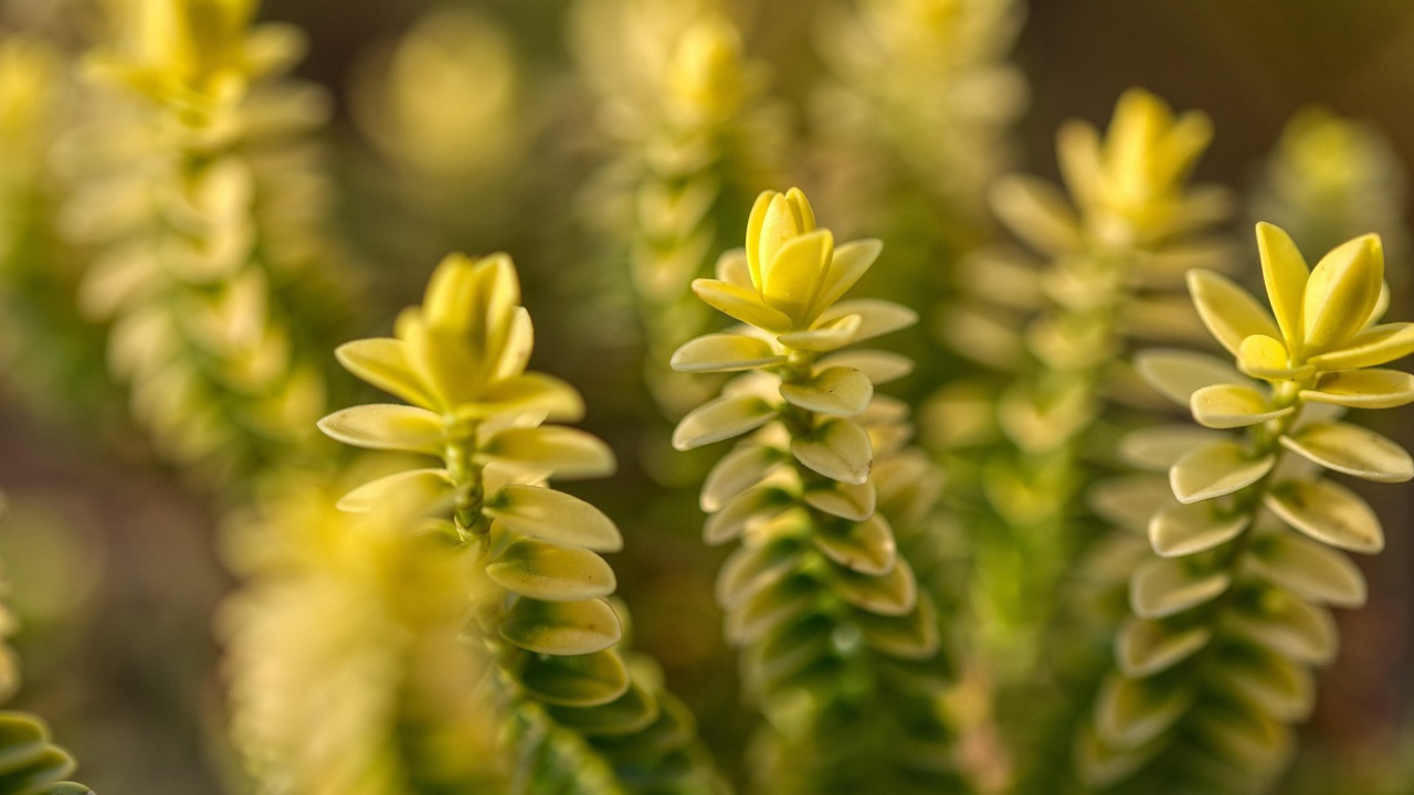 sedum nussbaumerianum