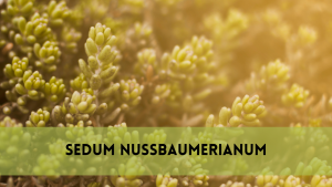 sedum nussbaumerianum