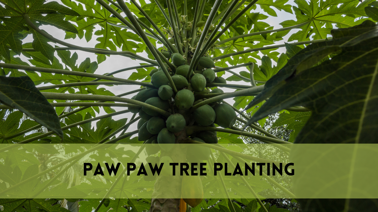 Paw paw tree planting