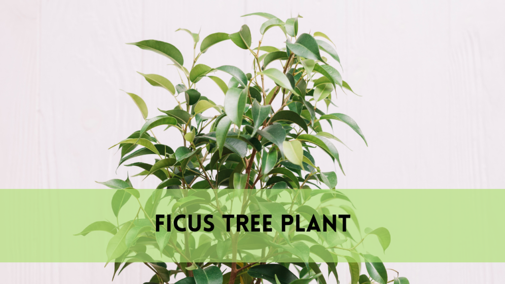 ficus tree plant