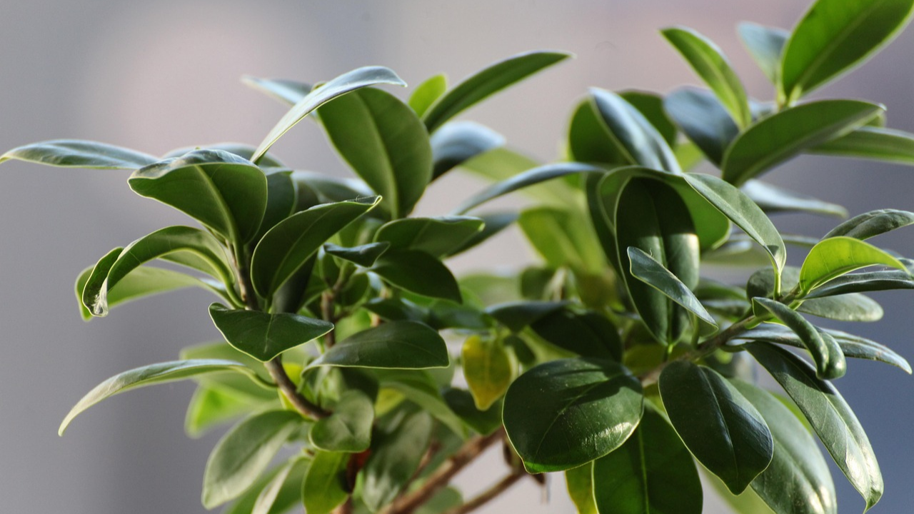 ficus tree plant