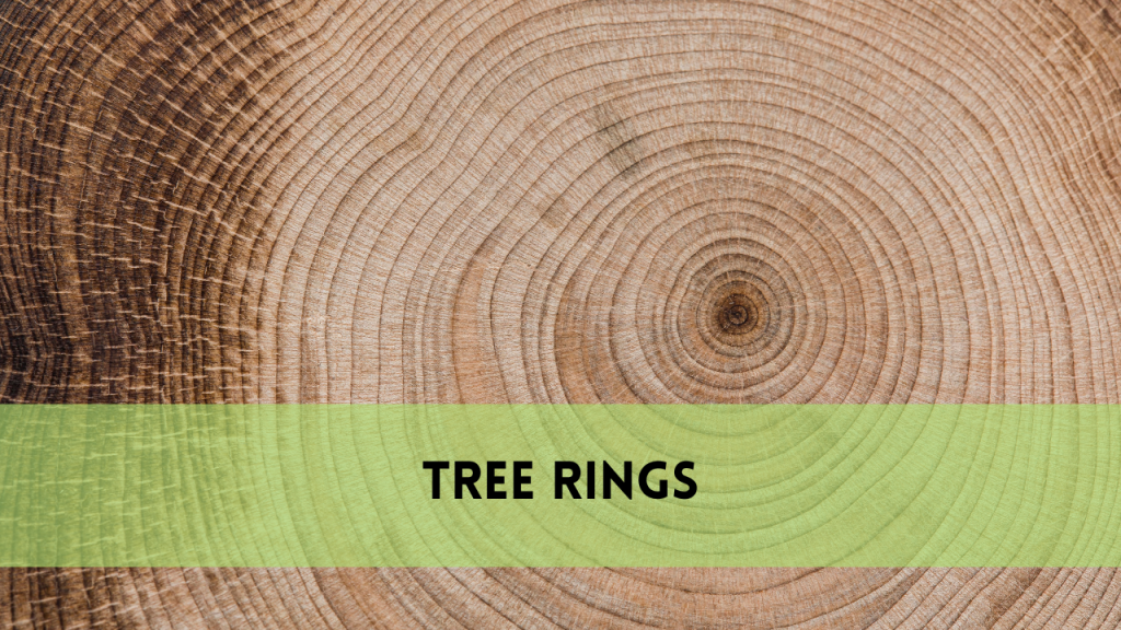 tree rings