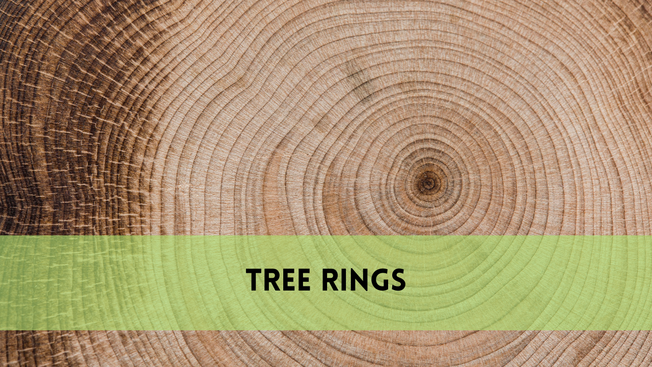 tree rings